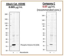 Invitrogen Phospho-Histone H3 (Ser28) Recombinant Rabbit Monoclonal Antibody