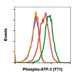 Invitrogen Phospho-ATF2 (Thr71) Recombinant Rabbit Monoclonal Antibody