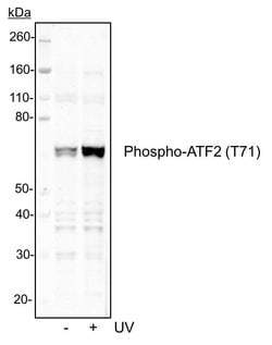 Invitrogen Phospho-ATF2 (Thr71) Recombinant Rabbit Monoclonal Antibody
