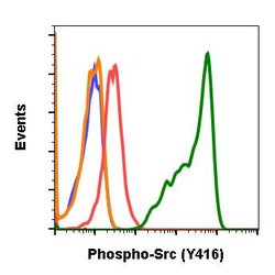 Phospho-Src (Tyr416) Recombinant Rabbit Monoclonal Antibody (SrcY416-C4),