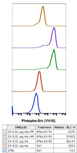 Phospho-Src (Tyr416) Recombinant Rabbit Monoclonal Antibody (SrcY416-C4),