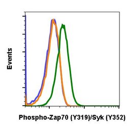 Invitrogen Phospho-ZAP70/Syk (Tyr319, Tyr352) Recombinant Rabbit Monoclonal