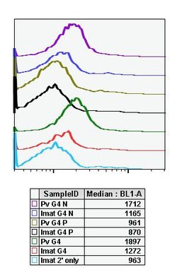 Invitrogen Phospho-CrkL (Tyr207) Recombinant Rabbit Monoclonal Antibody