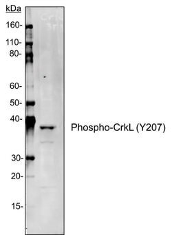Invitrogen Phospho-CrkL (Tyr207) Recombinant Rabbit Monoclonal Antibody