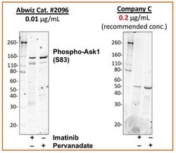 Invitrogen Phospho-Ask1 (Ser83) Recombinant Rabbit Monoclonal Antibody
