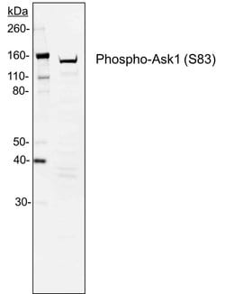 Invitrogen Phospho-Ask1 (Ser83) Recombinant Rabbit Monoclonal Antibody