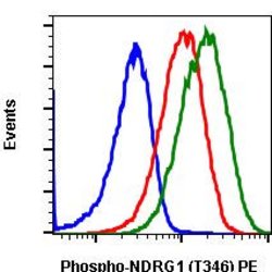 Invitrogen Phospho-NDRG1 (Thr346) Recombinant Rabbit Monoclonal Antibody