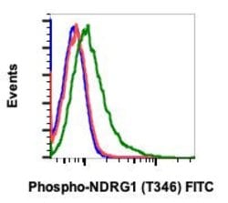 Invitrogen Phospho-NDRG1 (Thr346) Recombinant Rabbit Monoclonal Antibody