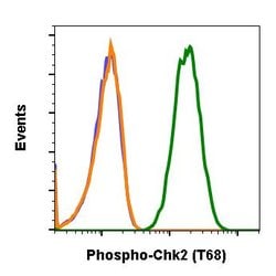 Invitrogen Phospho-Chk2 (Thr68) Recombinant Rabbit Monoclonal Antibody