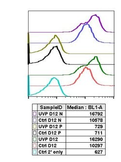 Invitrogen Phospho-Chk2 (Thr68) Recombinant Rabbit Monoclonal Antibody