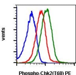 Invitrogen Phospho-Chk2 (Thr68) Recombinant Rabbit Monoclonal Antibody