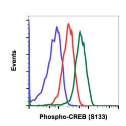 Invitrogen Phospho-CREB (Ser133) Recombinant Rabbit Monoclonal Antibody