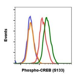 Invitrogen Phospho-CREB (Ser133) Recombinant Rabbit Monoclonal Antibody