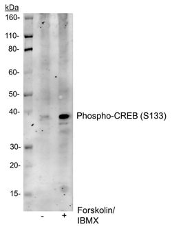 Invitrogen Phospho-CREB (Ser133) Recombinant Rabbit Monoclonal Antibody