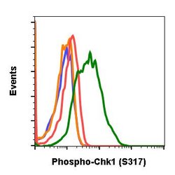 Invitrogen Phospho-Chk1 (Ser317) Recombinant Rabbit Monoclonal Antibody