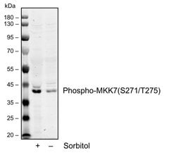 Invitrogen Phospho-MKK7 (Ser271, Thr275) Recombinant Rabbit Monoclonal