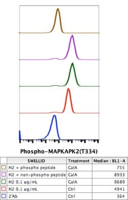 Invitrogen Phospho-MAPKAPK2 (Thr334) Recombinant Rabbit Monoclonal Antibody