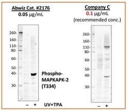 Invitrogen Phospho-MAPKAPK2 (Thr334) Recombinant Rabbit Monoclonal Antibody