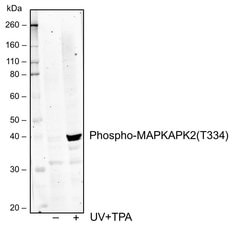 Invitrogen Phospho-MAPKAPK2 (Thr334) Recombinant Rabbit Monoclonal Antibody