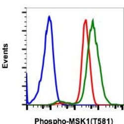 Invitrogen Phospho-MSK1 (Thr581) Recombinant Rabbit Monoclonal Antibody
