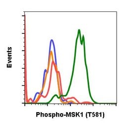 Invitrogen Phospho-MSK1 (Thr581) Recombinant Rabbit Monoclonal Antibody