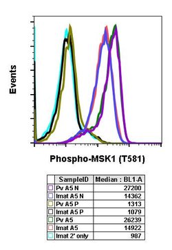 Invitrogen Phospho-MSK1 (Thr581) Recombinant Rabbit Monoclonal Antibody