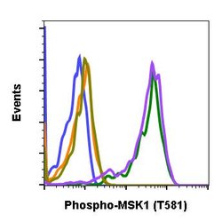 Invitrogen Phospho-MSK1 (Thr581) Recombinant Rabbit Monoclonal Antibody