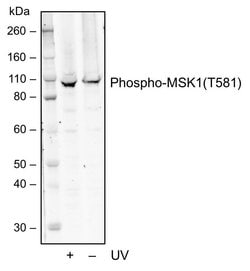 Invitrogen Phospho-MSK1 (Thr581) Recombinant Rabbit Monoclonal Antibody