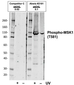 Invitrogen Phospho-MSK1 (Thr581) Recombinant Rabbit Monoclonal Antibody