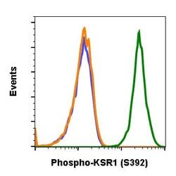 Invitrogen Phospho-KSR1 (Ser392) Recombinant Rabbit Monoclonal Antibody