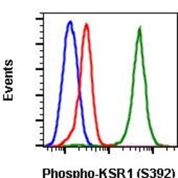 Invitrogen Phospho-KSR1 (Ser392) Recombinant Rabbit Monoclonal Antibody