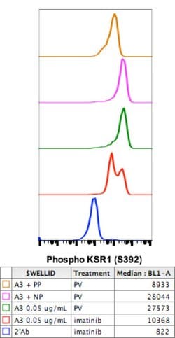 Invitrogen Phospho-KSR1 (Ser392) Recombinant Rabbit Monoclonal Antibody