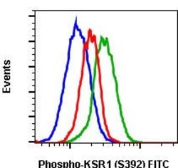 Invitrogen Phospho-KSR1 (Ser392) Recombinant Rabbit Monoclonal Antibody (KSR1S392-3A4), FITC, Invitrogen 10 Tests | Buy Online | Invitrogen&trade; | Fisher Scientific