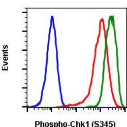 Invitrogen Phospho-Chk1 (Ser345) Recombinant Rabbit Monoclonal Antibody