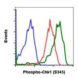 Invitrogen Phospho-Chk1 (Ser345) Recombinant Rabbit Monoclonal Antibody