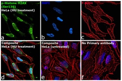 Invitrogen Phospho-Histone H2A.X (Ser139) Recombinant Rabbit Monoclonal