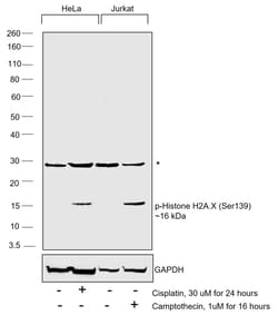 Invitrogen Phospho-Histone H2A.X (Ser139) Recombinant Rabbit Monoclonal