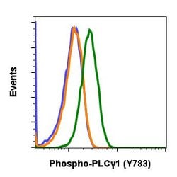 Invitrogen Phospho-PLCg1 (Tyr783) Recombinant Rabbit Monoclonal Antibody