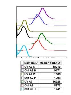Invitrogen Phospho-RelB (Ser552) Recombinant Rabbit Monoclonal Antibody