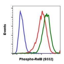 Invitrogen Phospho-RelB (Ser552) Recombinant Rabbit Monoclonal Antibody