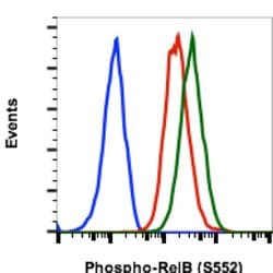 Invitrogen Phospho-RelB (Ser552) Recombinant Rabbit Monoclonal Antibody