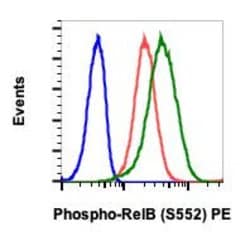 Phospho-RelB (Ser552) Recombinant Rabbit Monoclonal Antibody (RelBS552-A7),