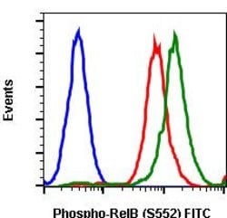 Invitrogen Phospho-RelB (Ser552) Recombinant Rabbit Monoclonal Antibody