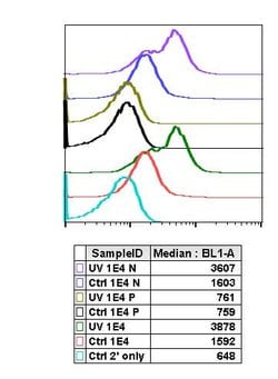 Invitrogen Phospho-Histone H2A.X (Ser139) Recombinant Rabbit Monoclonal