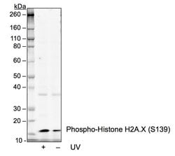 Invitrogen Phospho-Histone H2A.X (Ser139) Recombinant Rabbit Monoclonal