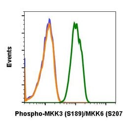 Invitrogen Phospho-MEK3/MEK6 (Ser189, Ser207) Recombinant Rabbit Monoclonal