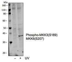 Invitrogen Phospho-MEK3/MEK6 (Ser189, Ser207) Recombinant Rabbit Monoclonal