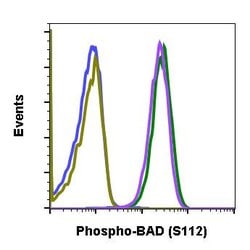 Invitrogen Phospho-BAD (Ser112) Recombinant Rabbit Monoclonal Antibody