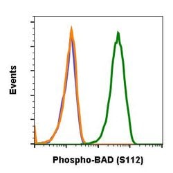 Invitrogen Phospho-BAD (Ser112) Recombinant Rabbit Monoclonal Antibody