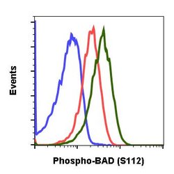 Invitrogen Phospho-BAD (Ser112) Recombinant Rabbit Monoclonal Antibody